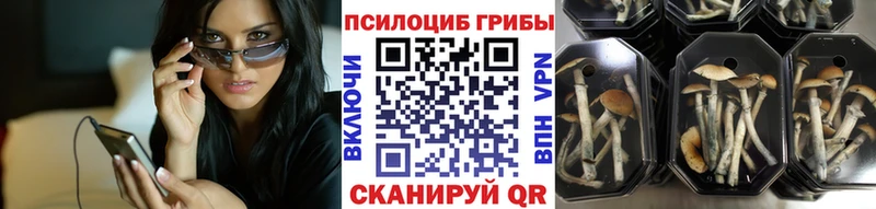 Галлюциногенные грибы Psilocybe  Нахабино 